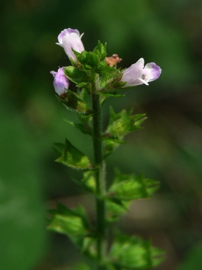 {Mosla dianthera}